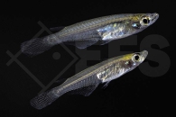 150388_Oryzias-minutillus_Zwergreisfisch_01