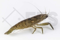 1600017_Atyaopsis-moluccensis_Bergbachgarnele_01