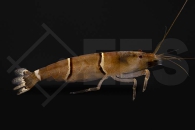 1600026_Australatya-obscura_Taiwan-Bamboo-Garnele_01