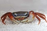 1600037_Cardiosoma-armatum_Harlekinkrabbe_01