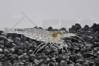 1600047_Caridina-multidentata_Amanogarnele_01