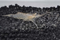 1600077_Macrobrachium-lanchesteri_Glasgarnele_01