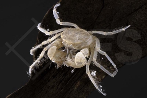 1600087_Limnopilos-naiyanetri_micro-Krabbe_01