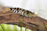 1600097_Caridina-mariae_Tigergarnele_01