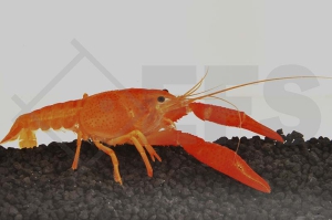 1600127_Procambarus-clarkii_Zierhummer-rot_01