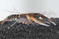 1600177_Cherax-peknyi_Zebra-Zierhummer_01