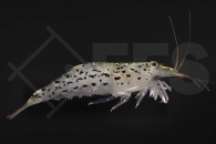 1600187_Atyoida-pilipes_Minifaechergarnele_01