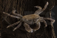 1600217_Ptychognathus-barbatus_pompom-Krabbe_01