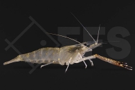 1600227_Macrobrachium-lar_01