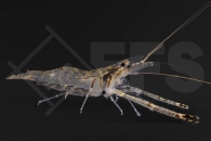 1600237_Macrobrachium-australe_Dagoba-Glasgarnele_01