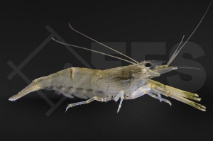 1600247_Macrobrachium-japonicum_01