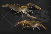 1600277_Macrobrachium-placidulum_01