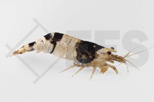 1600287_Caridina-logemanni_Bienengarnele-schwarz-weiss_01