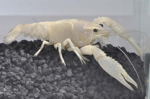 1600327_Procambarus-clarkii_Zierhummer-weiss_01