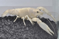 1600327_Procambarus-clarkii_Zierhummer-weiss_01