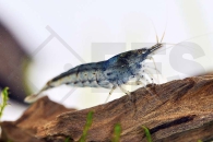 1600347_Caridina-cf-serrata_Blaue-Zwerggarnele-Aura-Blue_01