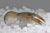 1600367_Cambarellus-shufeldtii_Lousiana-Zwergflusskrebs_01