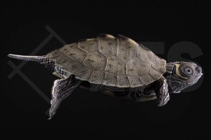 170005_Graptemys-kohnii_Mississippi-Hoeckerschildkroete_03