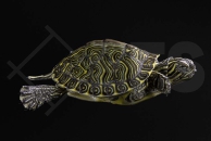 170011_Pseudemys-concinna_Hieroglyphenschmuckschildkroete_02