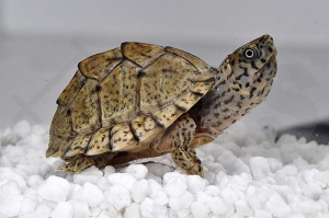 170017_Sternotherus-carinatus_Dach-Moschusschildkroete_01