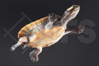 170019_Emydura-subglobosa_Rotbauch-Spitzkopfschildkroete_01