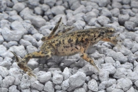 180002_Hymenochirus-boettgeri_Zwergkrallenfrosch_01