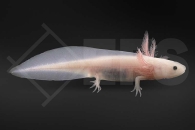 180006_Ambystoma-mexicanum_Axolotl-gold_01