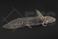 180007_Ambystoma-mexicanum_Axolotl-natur_01