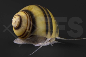 190007_Asolene-spixi_Zebra-Apfelschnecke_01