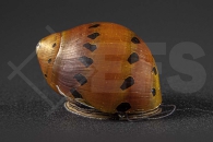 190015_Vittina-semiconica_Leopard-Rennschnecke_01