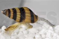 190017_Clea-helena_Schneckenfressende-Schnecke_01