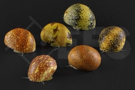 190019_Neritina-spec_Multicolor-Schnecke_01