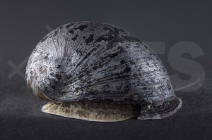 190021_Neritina-pulligera_Militaerhelmschnecke_01