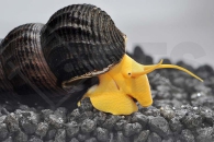 190030_Tylomelania-spec-Orange_Orange-Turmdeckelschnecke_01