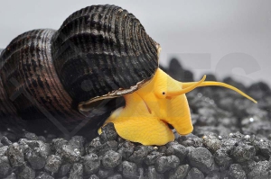 190030_Tylomelania-spec-Orange_Orange-Turmdeckelschnecke_01