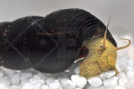 190032_Tylomelania-spec-Yellow_Gelbe-Pososchnecke_01