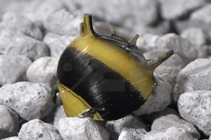 190048_Clithon-spec_Hummel-Geweihschnecke_01