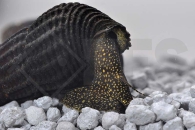 190054_Tylomelania-towutensis_Goldpunkt-Pososchnecke_01