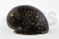 190060_Neritina-variegata_Batik-Schnecke_01