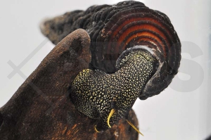 190063_Tylomelania-gemmifera_Gelbfuehlerschnecke_01