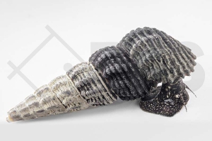 190066_Tylomelania-patriarchalis_Perlhuhnschnecke_01