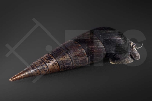 190069_Faunus-ater_Teufelsdornschnecke_01