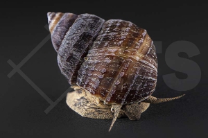 190070_Taia-naticoides_Pianoschnecke_01