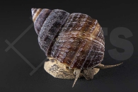 190070_Taia-naticoides_Pianoschnecke_01