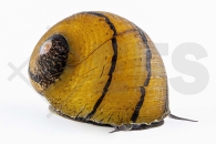 190072_Neritina-spec_O-Ring-Rennschnecke_01