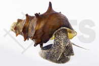 190073_Brotia-pagodula_Stachelige-Turmdeckelschnecke_01