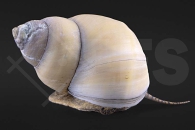 190076_Filopaludina-martensi-white_Elfenbeinschnecke_01