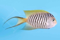m10362_Genicanthus-melanospilos_Pazifischer-Zebrakaiserfisch_male_00