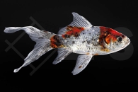 140023_Carassius-auratus_Shubunkin-bunt_01