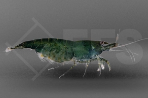 1600377_Neocaridinia-davidi_dark-green_01